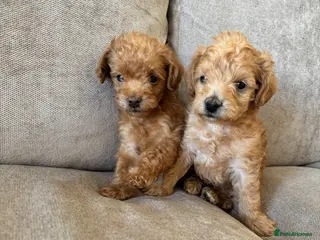 Schnoodle dogs F2B Miniature Schnoodle/Toy Poodle Pups For Sale - Advert 12