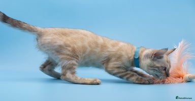 Bengal cats - Advert 13