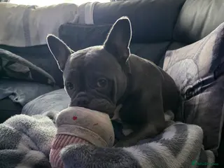 Mixed Breed dogs Pocket bully cross old tyme dorset in Workington - Advert 2