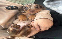 Miniature Dachshund dogs for stud: chocolate dapple miniature dachshund stud in Mansfield - Image 5