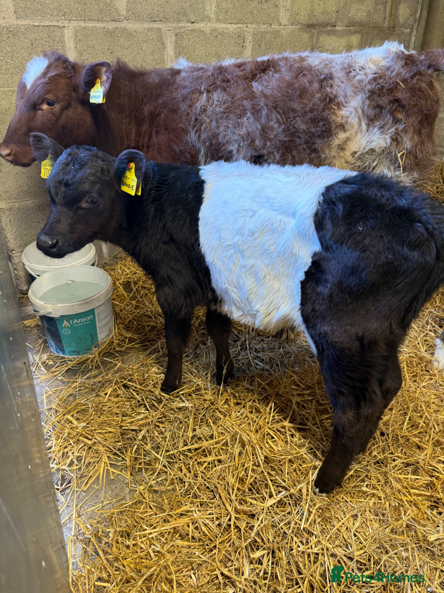 Cows & Bulls livestock 2 x calves available  - Advert 6
