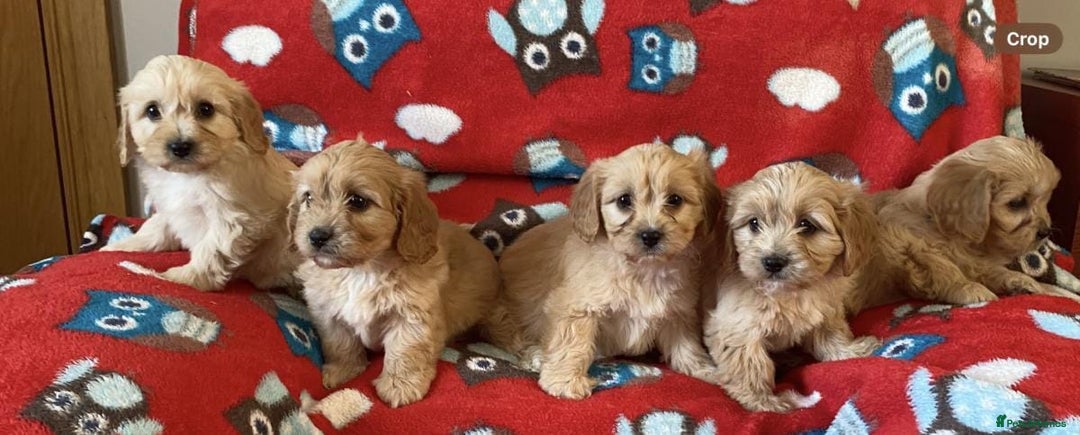 Cavapoo dogs for sale: Health tested Cavapoo puppies - Image 2