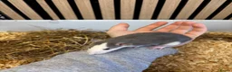 Rat rodents for sale: Male and female rats for sale(dumbo Siamese solid) - Advert 7