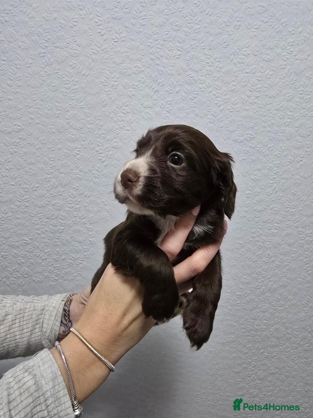 Cocker Spaniel dogs for sale: Stunning working cocker spaniel pups  - Advert 11