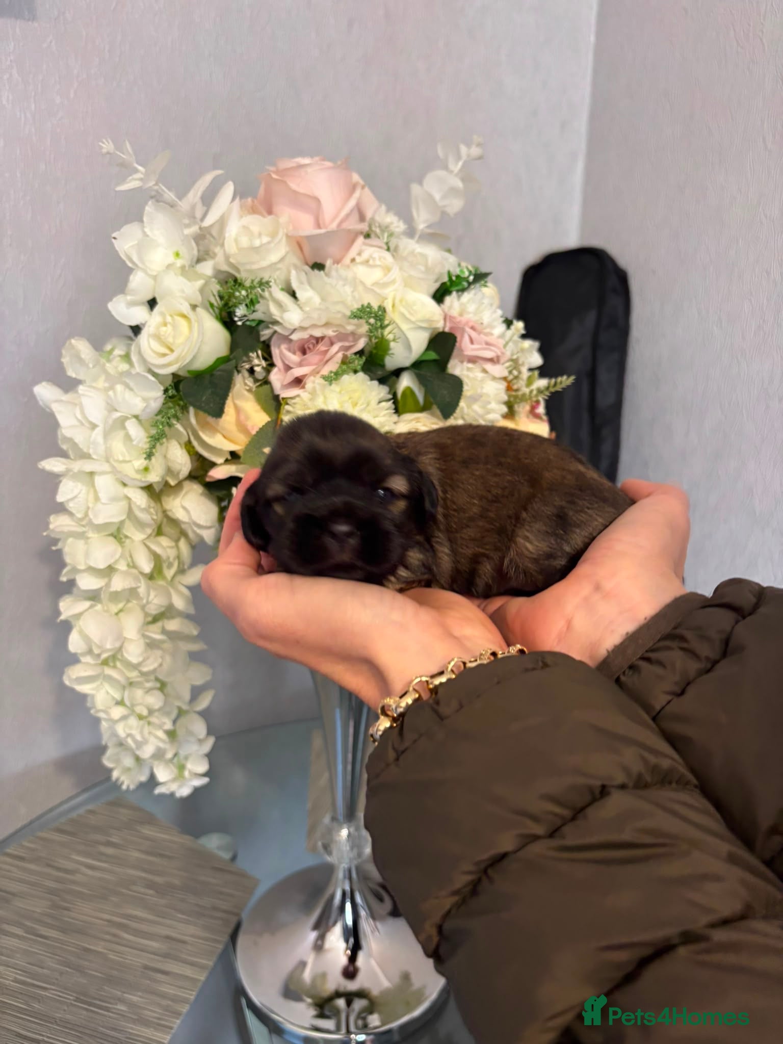 Mixed Breed dogs Shih Tzu x Maltese puppies  - Advert 6
