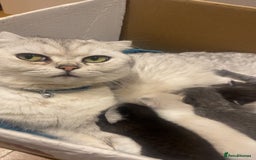 Mixed Breed cats for sale: 5 kittens - Image 23