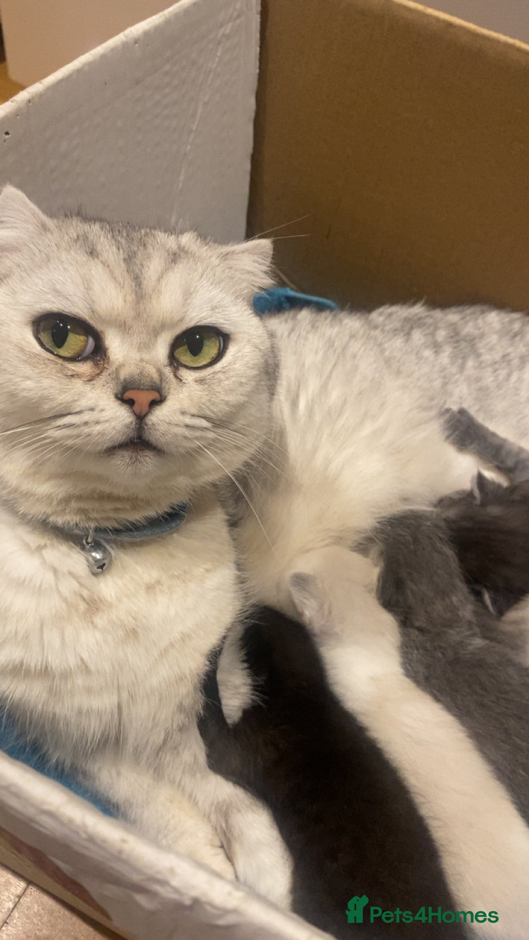 Mixed Breed cats for sale: 5 kittens - Image 23