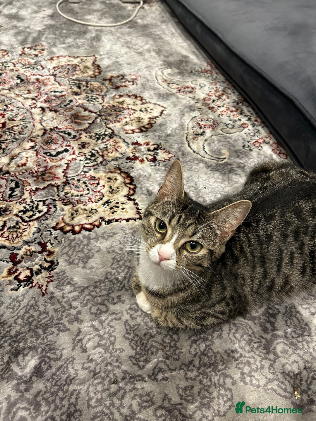 Mixed Breed cats for sale: 7 week kitten for sale - Advert 4