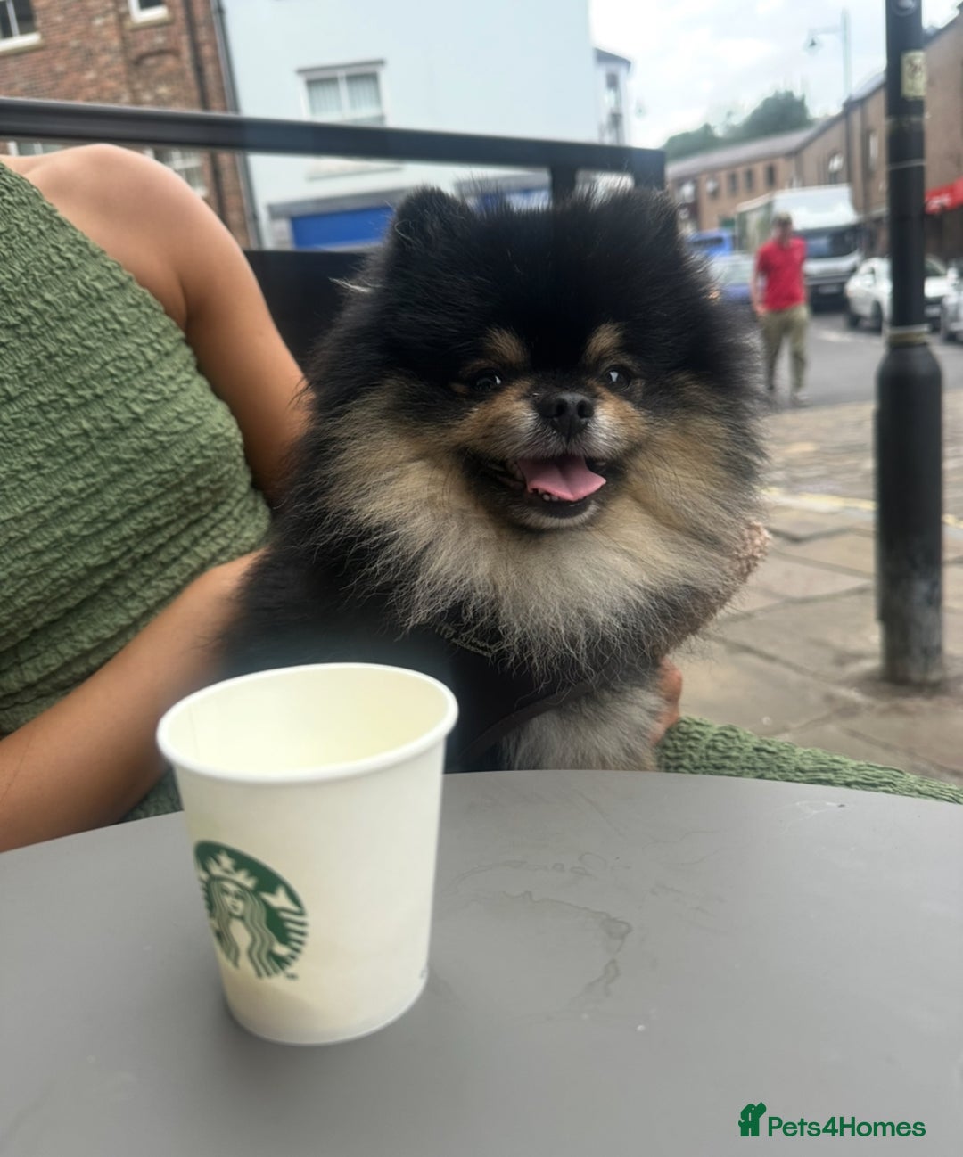 Pomeranian dogs for stud: Gorgeous Teddy bear tri coloured stud - Advert 7