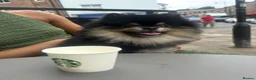 Pomeranian dogs for stud: Gorgeous Teddy bear Pomeranian tri coloured stud - Advert 11