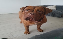 Dogue De Bordeaux dogs for sale: Dogue de Bordeaux - Image 2