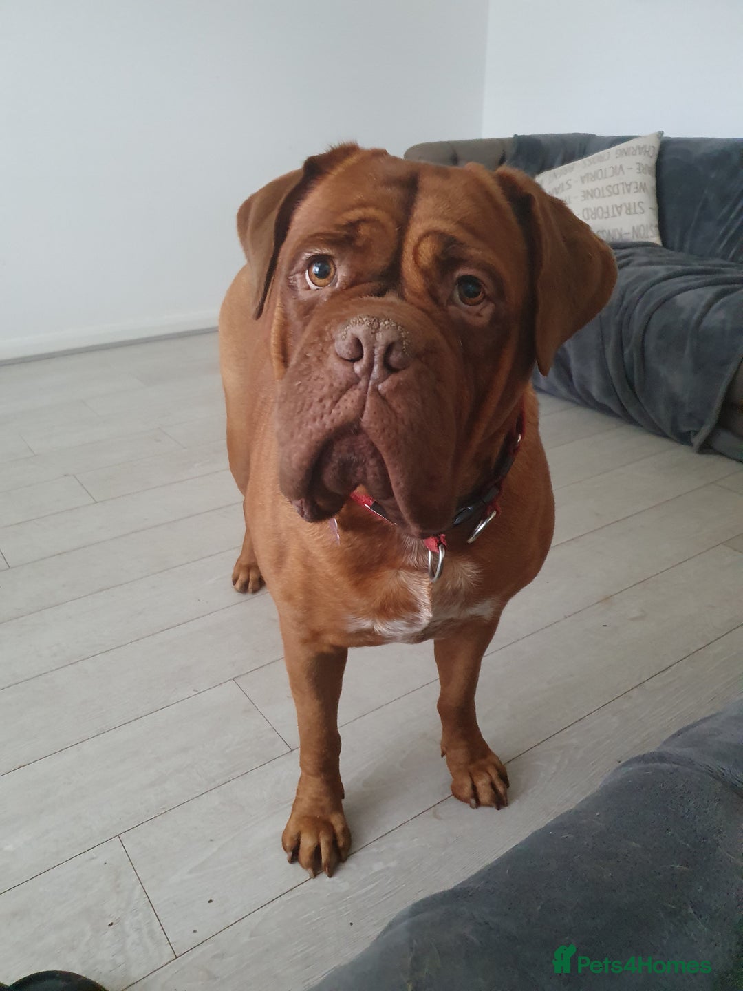Dogue De Bordeaux dogs for sale: Dogue de Bordeaux - Image 2
