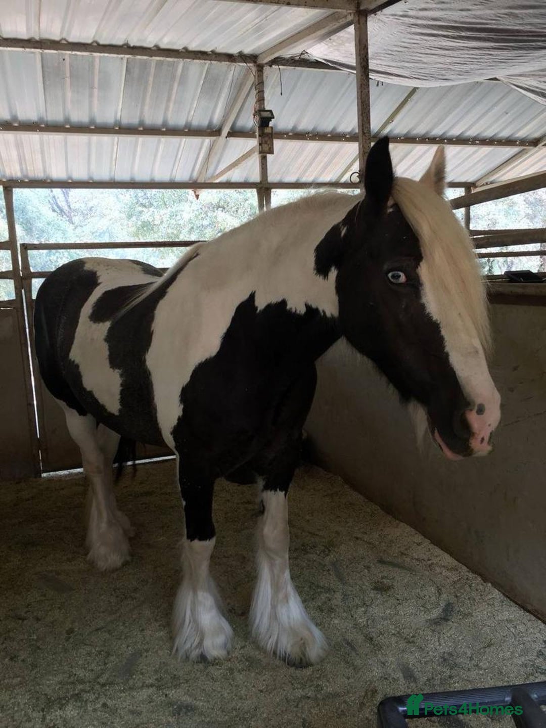 Irish Cob horses for sale: Majestic 6-Year-Old Gypsy Vanner Stallion - Image 2