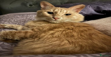 Mixed Breed cats - Advert 6