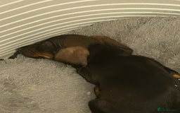 Miniature Dachshund dogs for sale: 2 left of a litter of 6 - Image 2