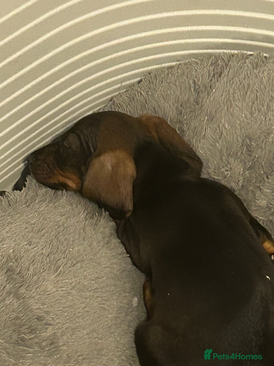 Miniature Dachshund dogs for sale: 2 left of a litter of 6 - Image 2