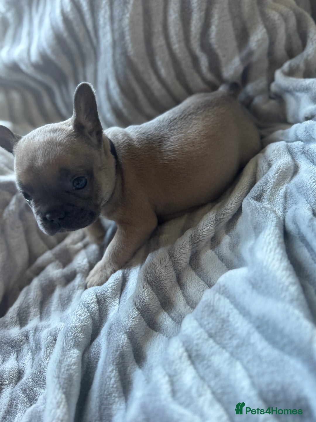 French Bulldog dogs for sale: French bulldog puppies - Image 19