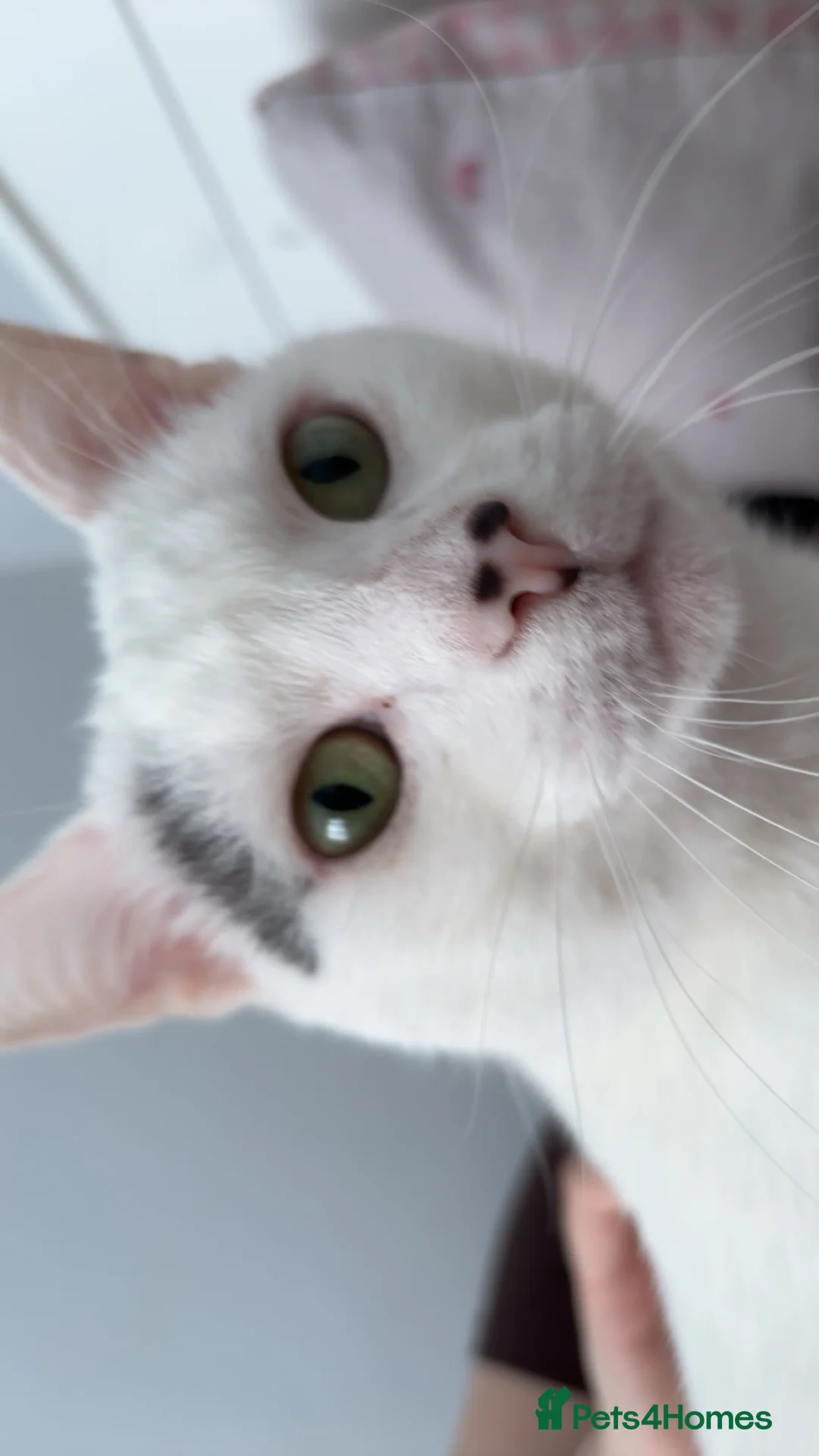 Mixed Breed cats for sale: 2 male cats  in Stirling - Advert 8