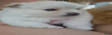 Pomeranian 2