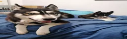 Siberian Husky dogs for stud: Husky Stud  - Advert 26