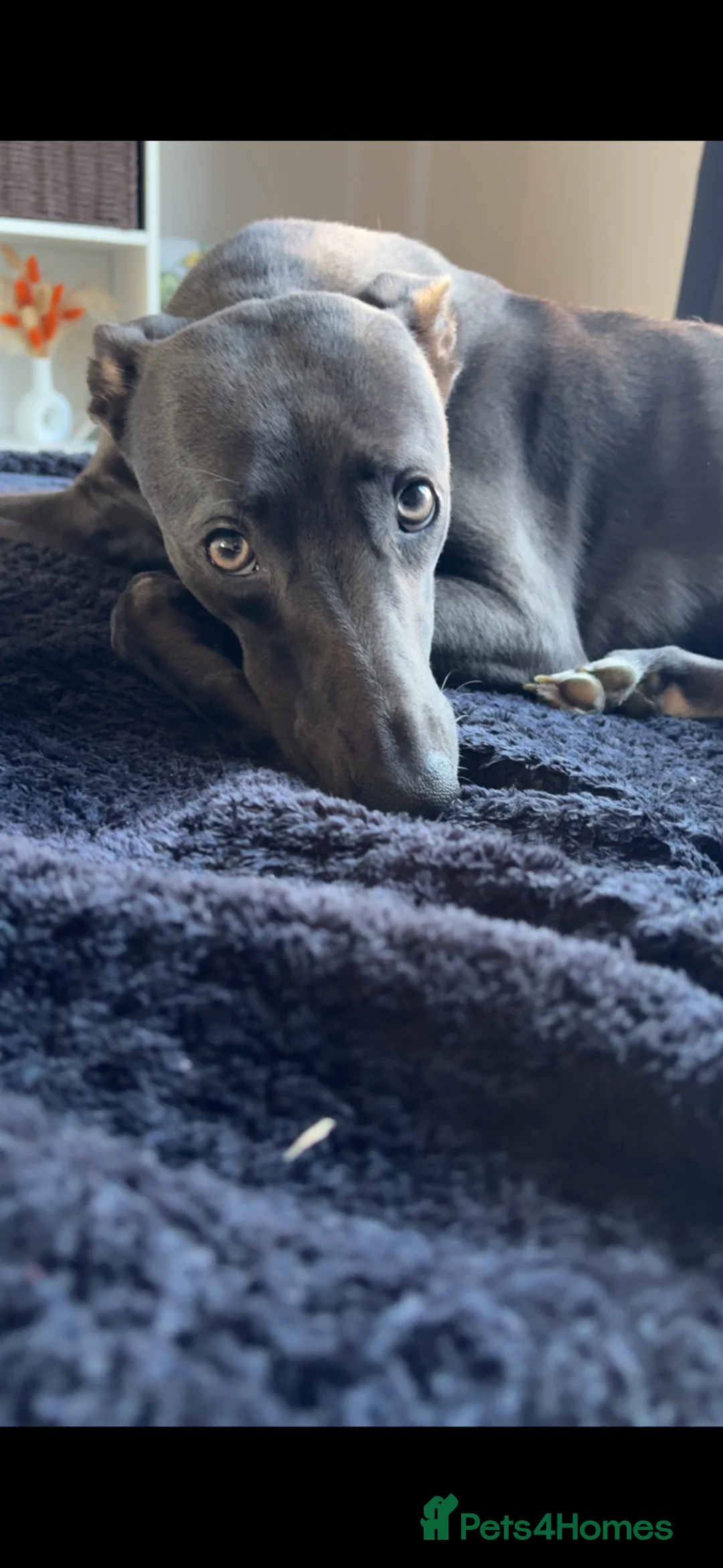Italian Greyhound dogs for sale: Italian Greyhound in Tewkesbury - Advert 2