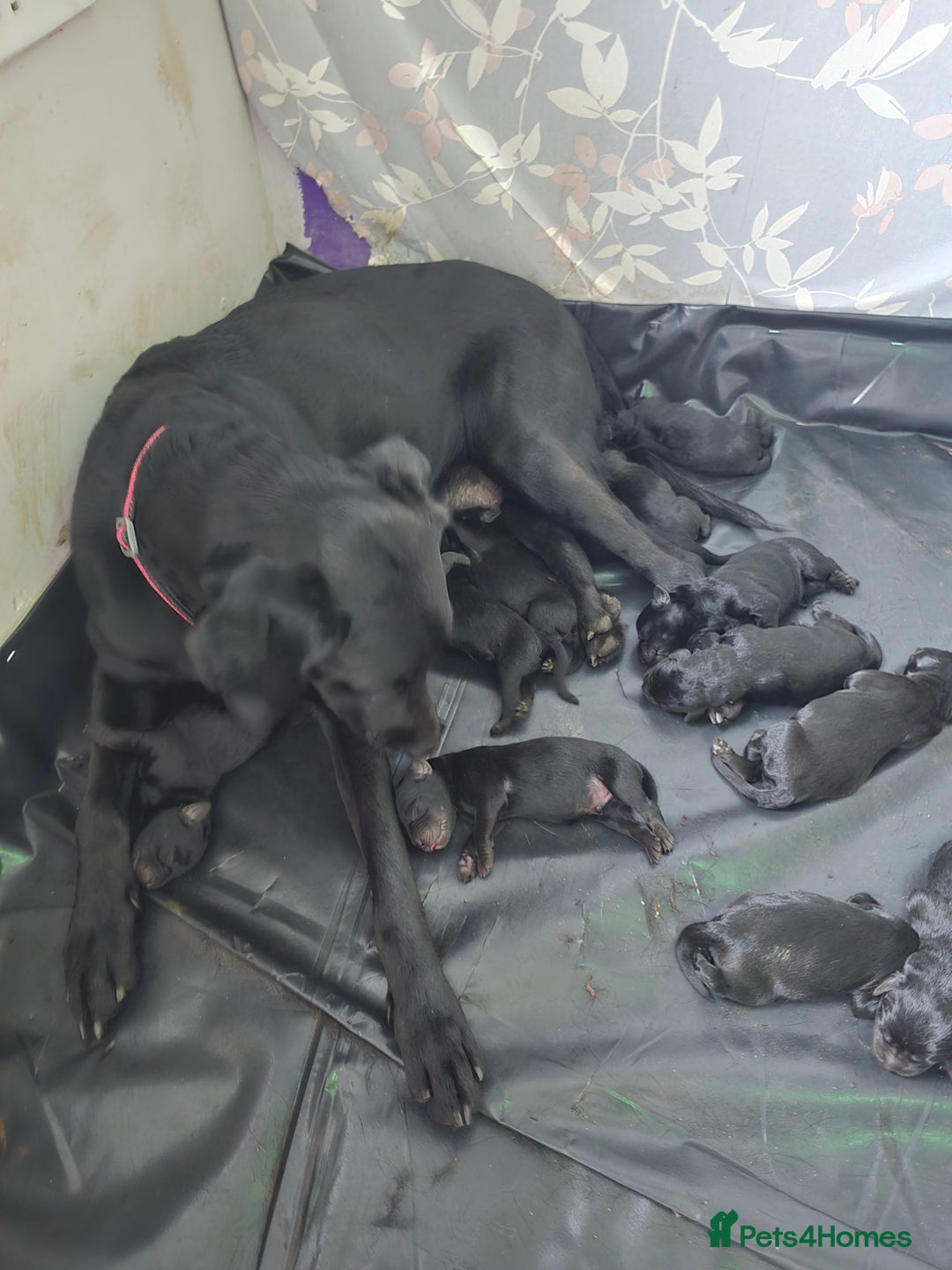 Mixed Breed dogs for sale: Puppies for sale  - Advert 8