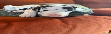 Great Dane 7 Tigger 