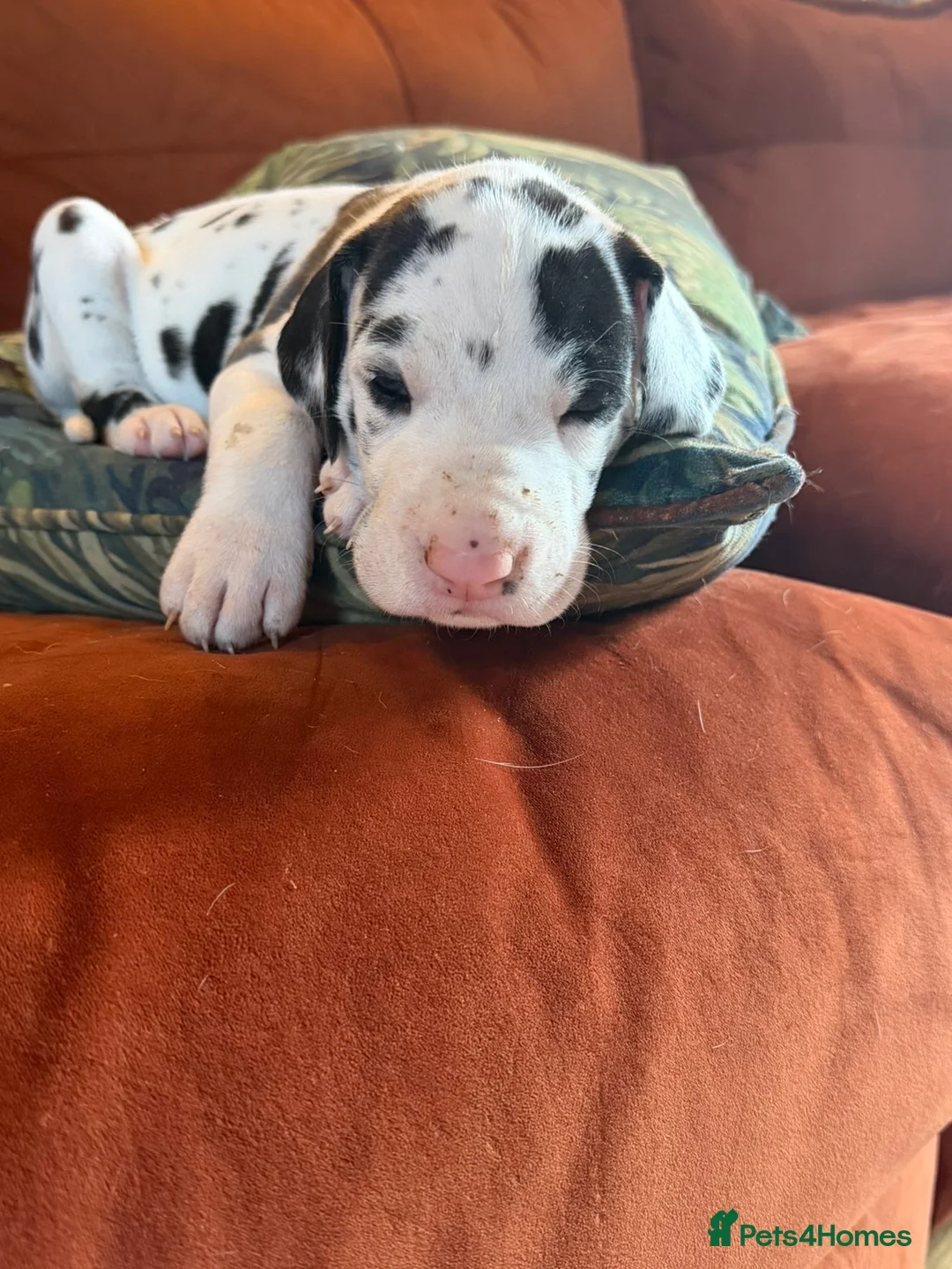 Great Dane dogs for sale: Great Dane puppies for sale  in Wakefield - Advert 22