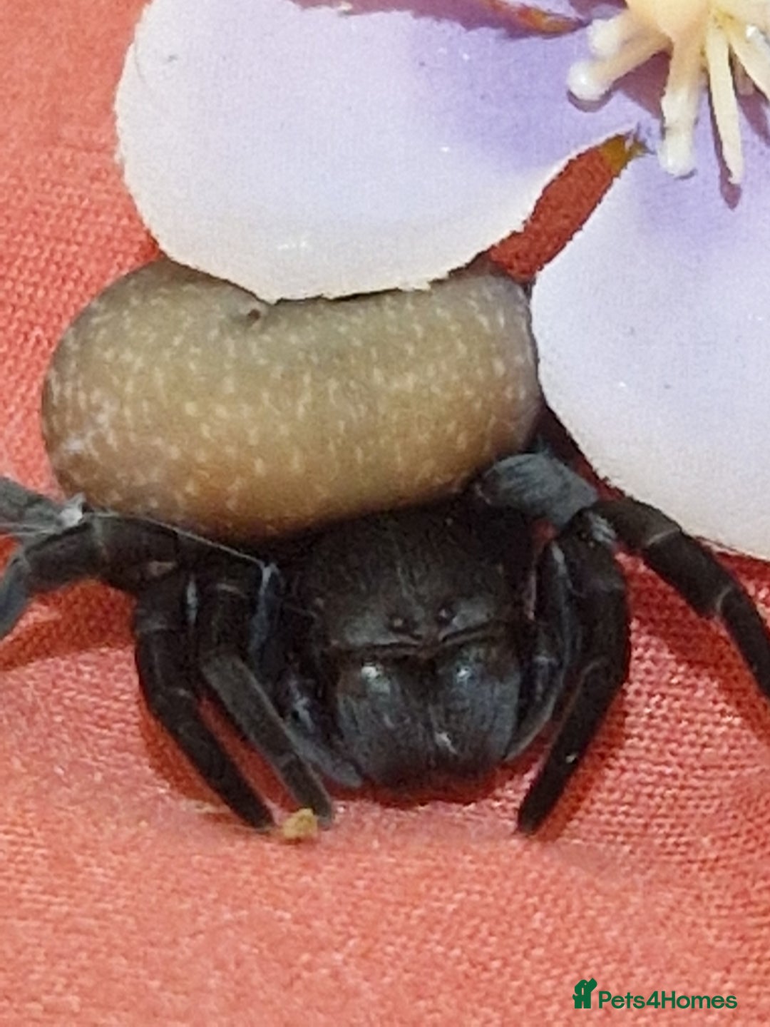 Spiders invertebrates for sale: Adorable velvet spiders 🕷  - Advert 5