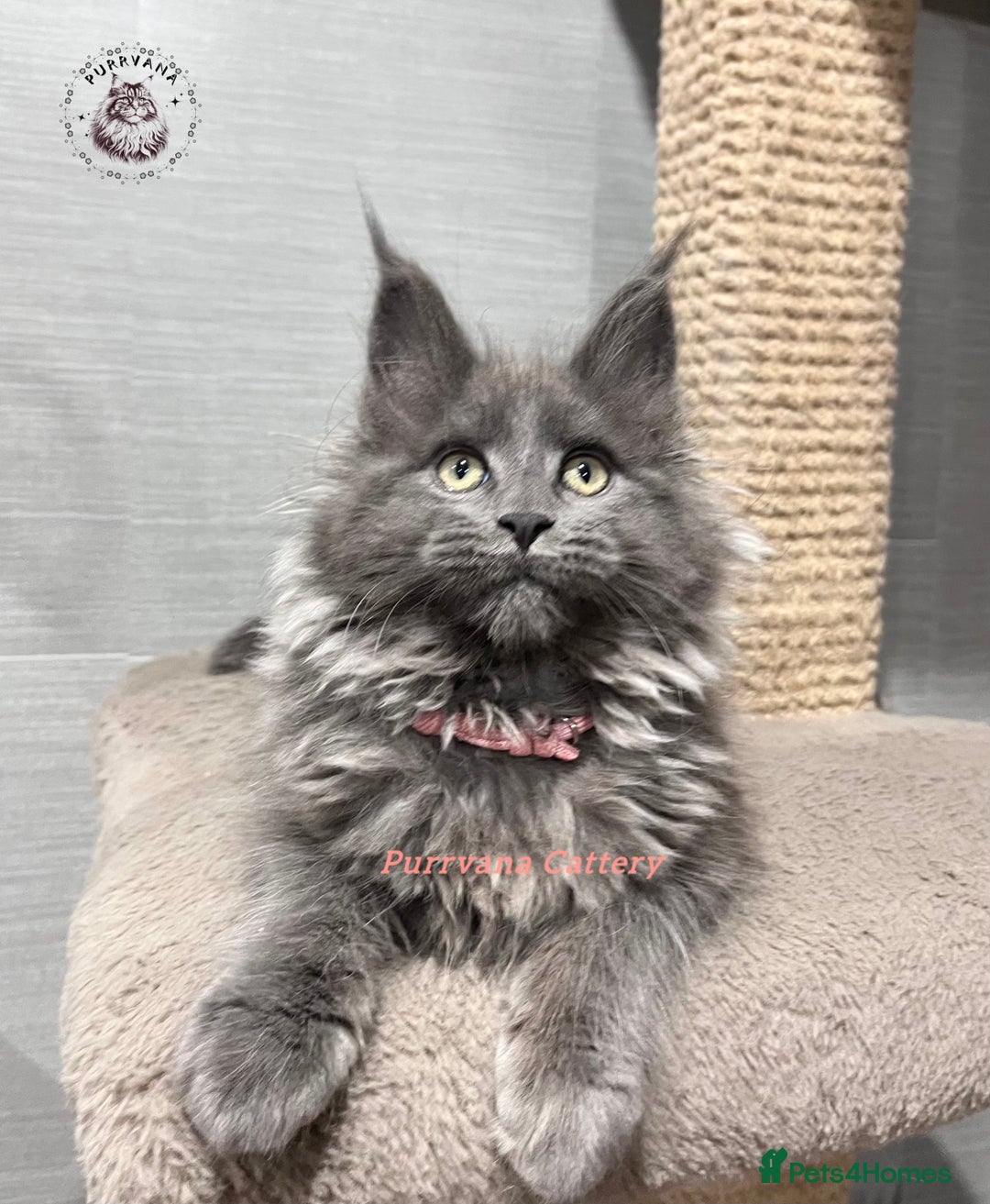 Maine Coon cats for sale: TICA registration Stunning Maine coon kittens - Advert 4