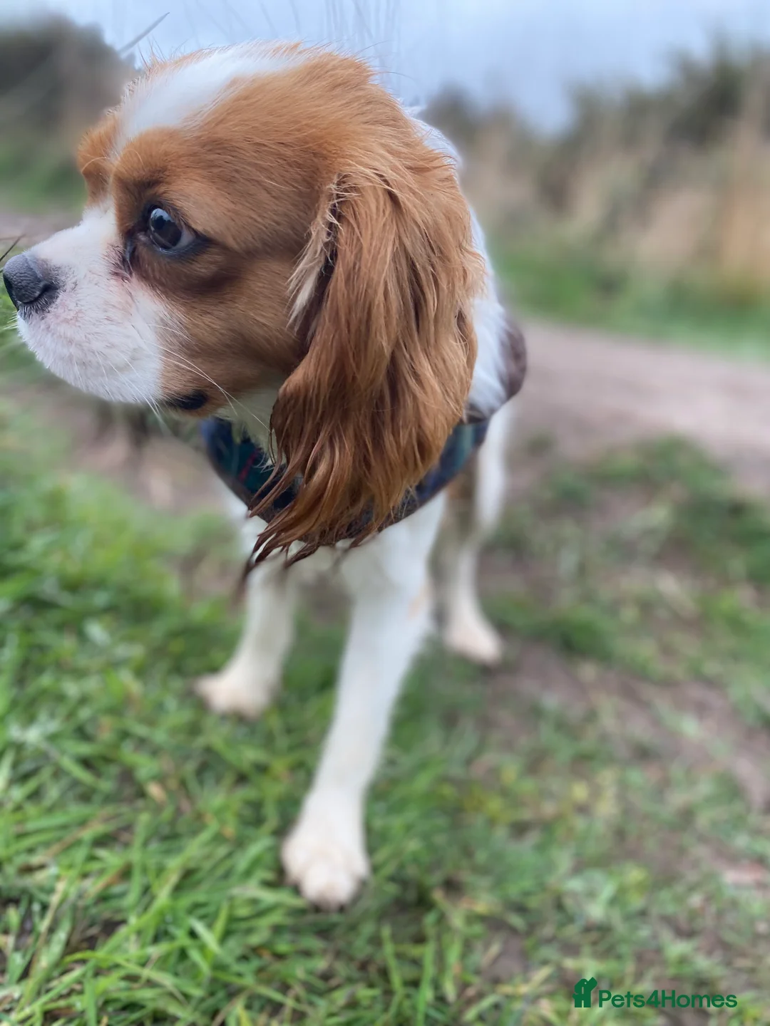 Cavalier King Charles Spaniel dogs for sale: Adoption - king Charles cavalier  - Advert 2