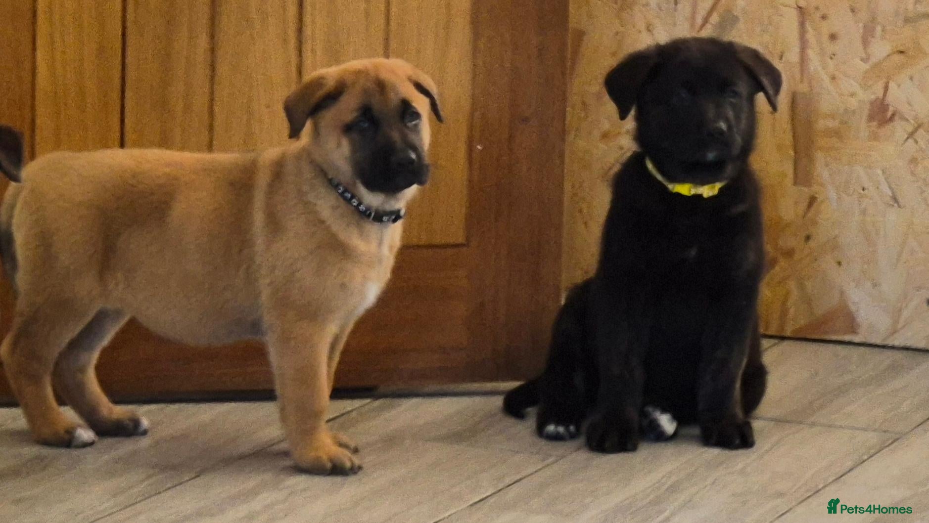 German Shepherd dogs ready now only 2 grils  left shepkita puppies  - Advert 5