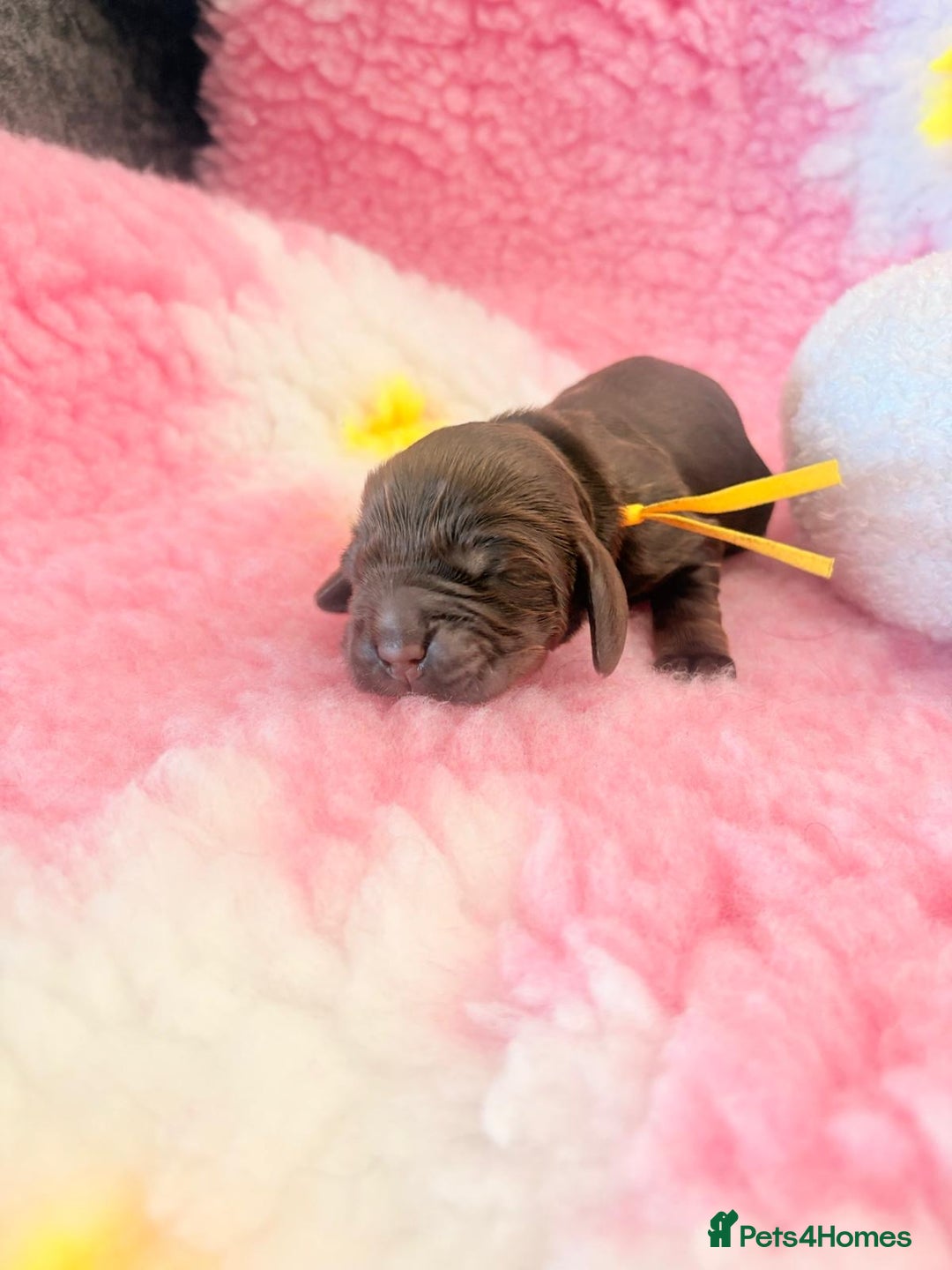 Cocker Spaniel dogs for sale: Stunning litter of show cocker spaniels  - Image 16