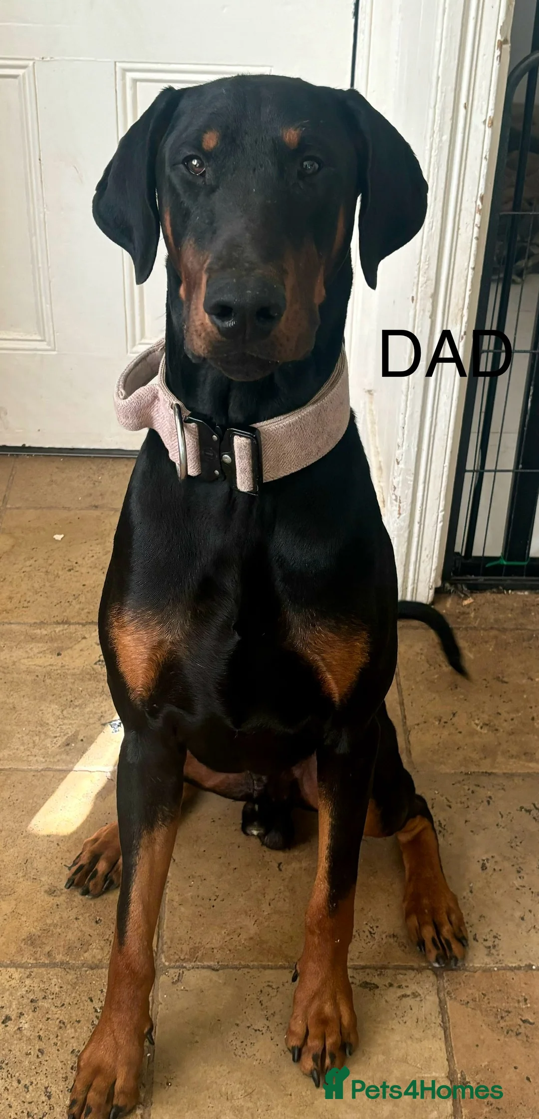 Dobermann dogs for sale: Beautiful Doberman puppies  - Advert 4