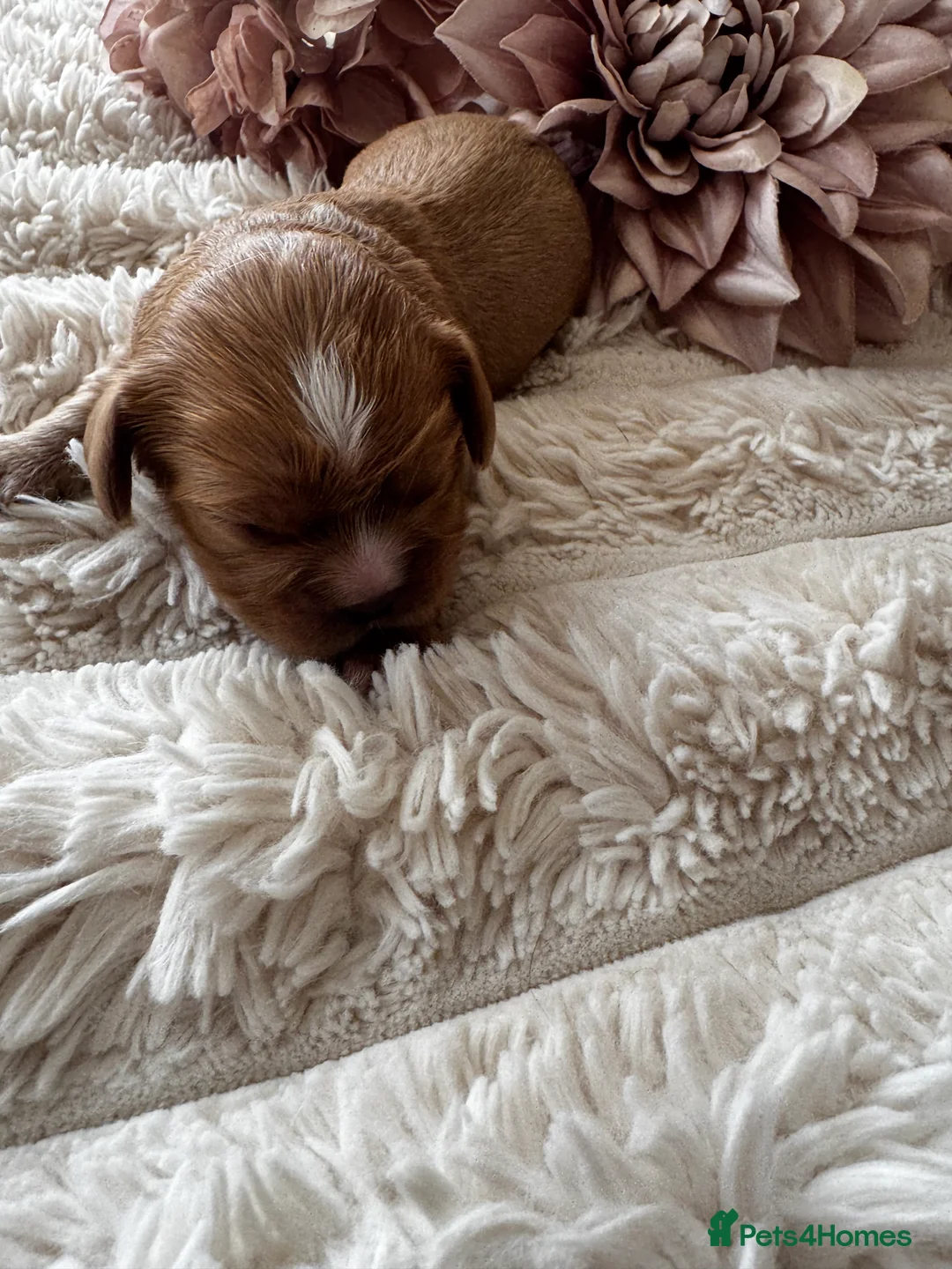 Cavalier King Charles Spaniel dogs for sale: Health tested cavalier King Charles spaniel pups - Advert 13