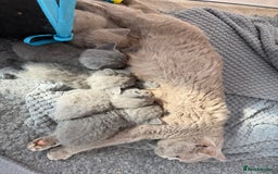 British Shorthair cats for sale: British Shorthair Kittens - Image 3