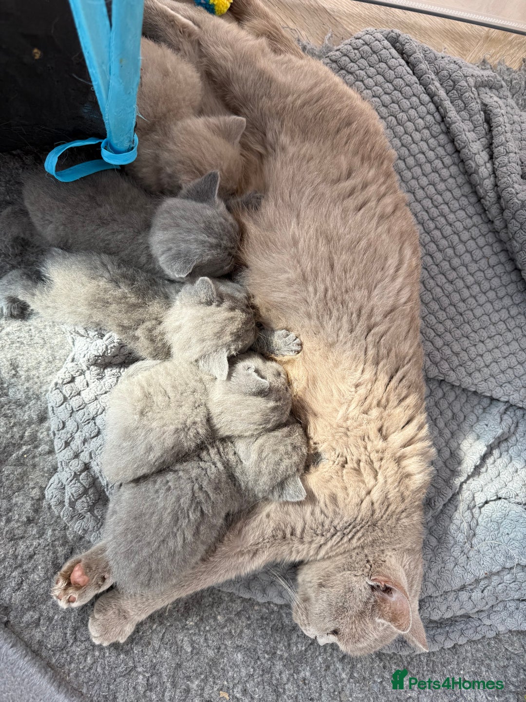 British Shorthair cats for sale: British Shorthair Kittens - Image 3