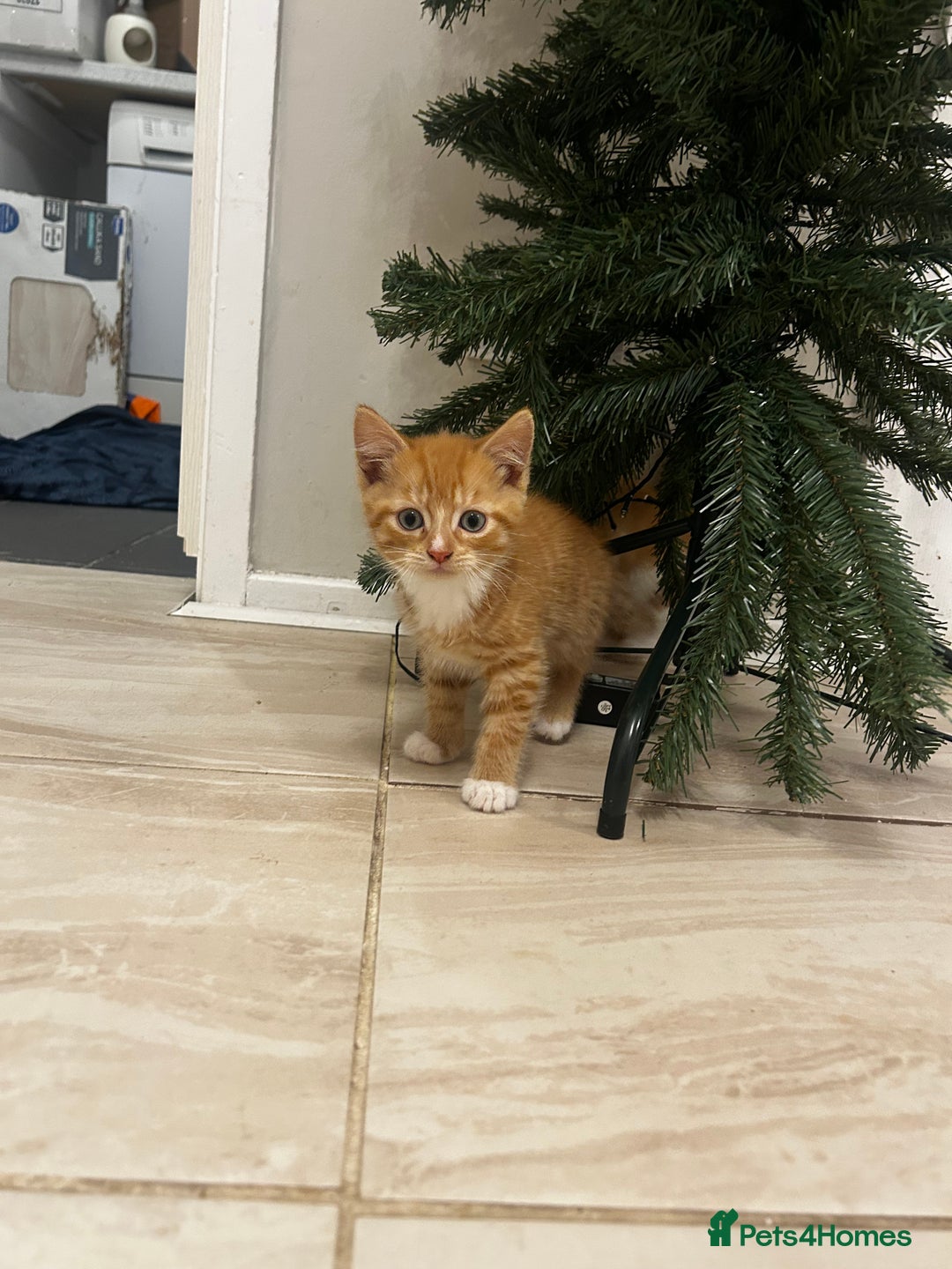 Mixed Breed cats for sale: 8 week old kittens ready for forever home - Advert 4