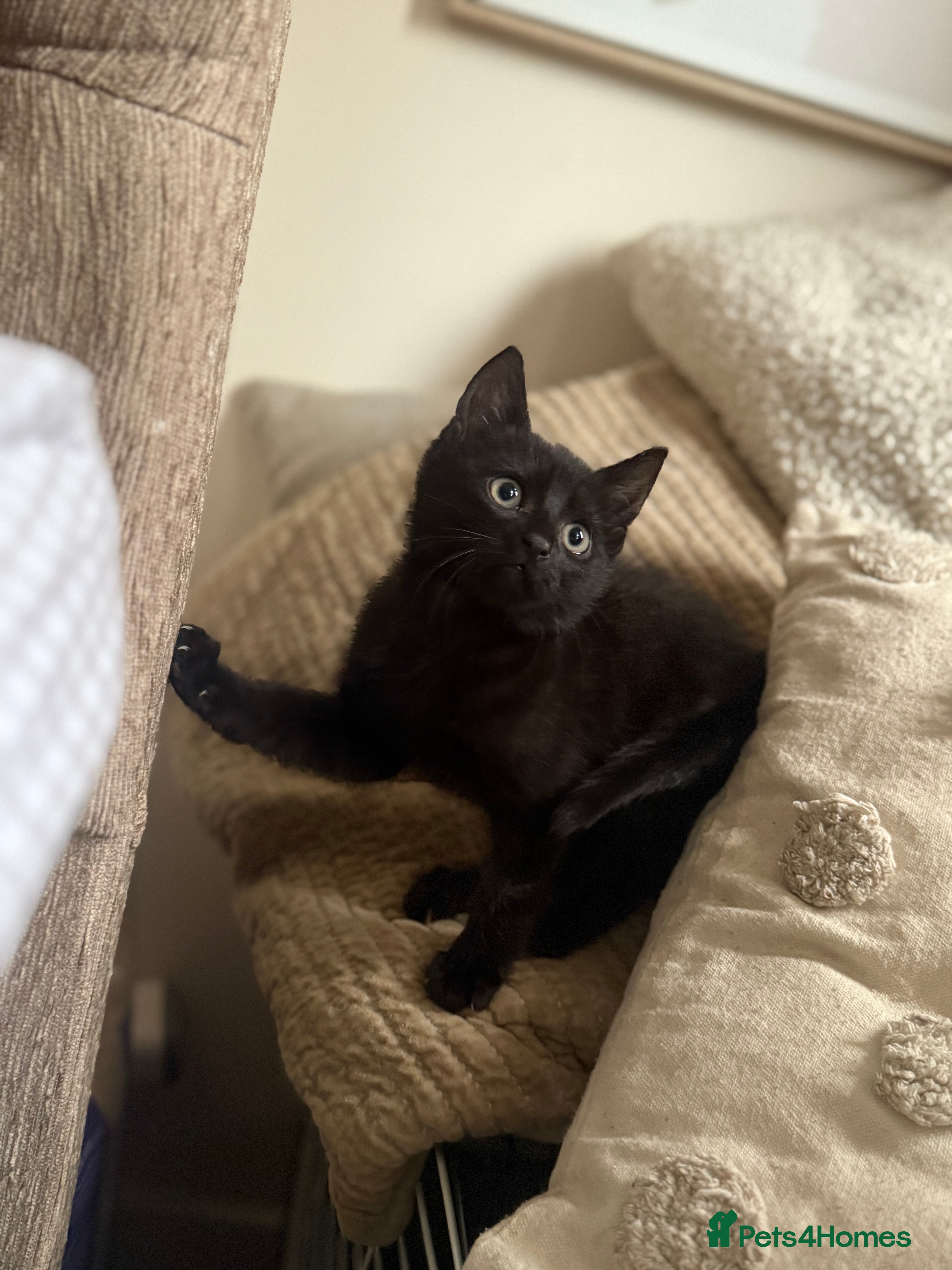 Mixed Breed cats 3 beautiful kittens for sale - Advert 6