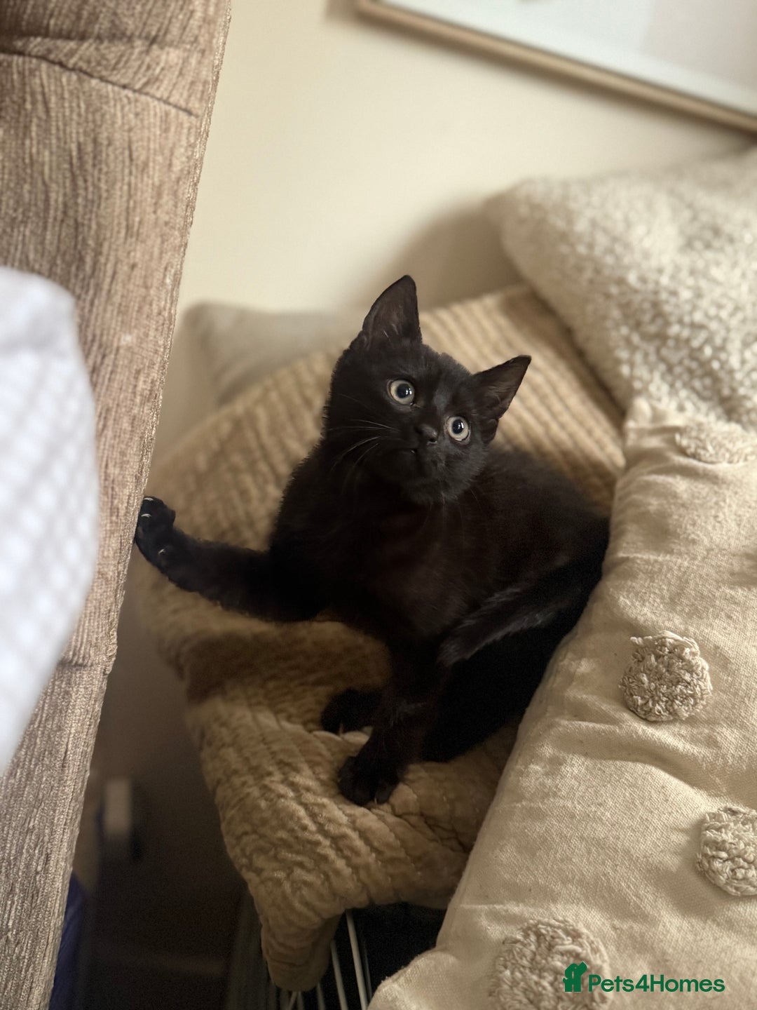 Mixed Breed cats for sale: 3 beautiful kittens for sale - Advert 1