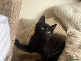 Mixed Breed cats 3 beautiful kittens for sale - Advert 1