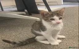 European cats for sale: 2 Adorable Kittens ready for their forever homes  - Image 16