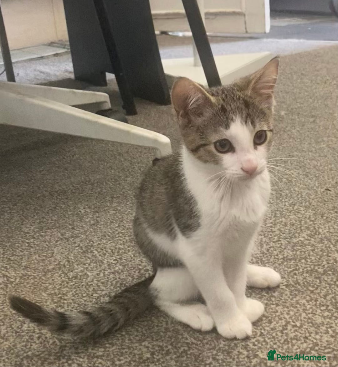 European cats for sale: 2 Adorable Kittens ready for their forever homes  - Image 16