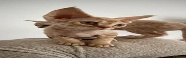 Devon Rex 3
