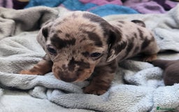 Dachshund dogs for sale: Miniature smooth hair dachshund  - Image 8