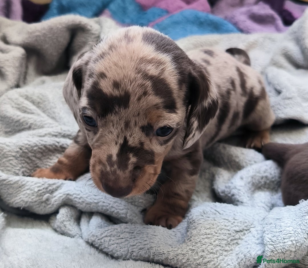 Dachshund dogs for sale: Miniature smooth hair dachshund  - Image 8