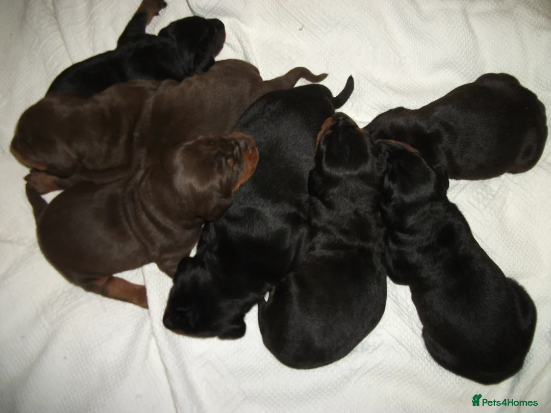 Dobermann dogs for sale: Torcheney Puppies Due March 2026 - Wait List Open - Advert 3