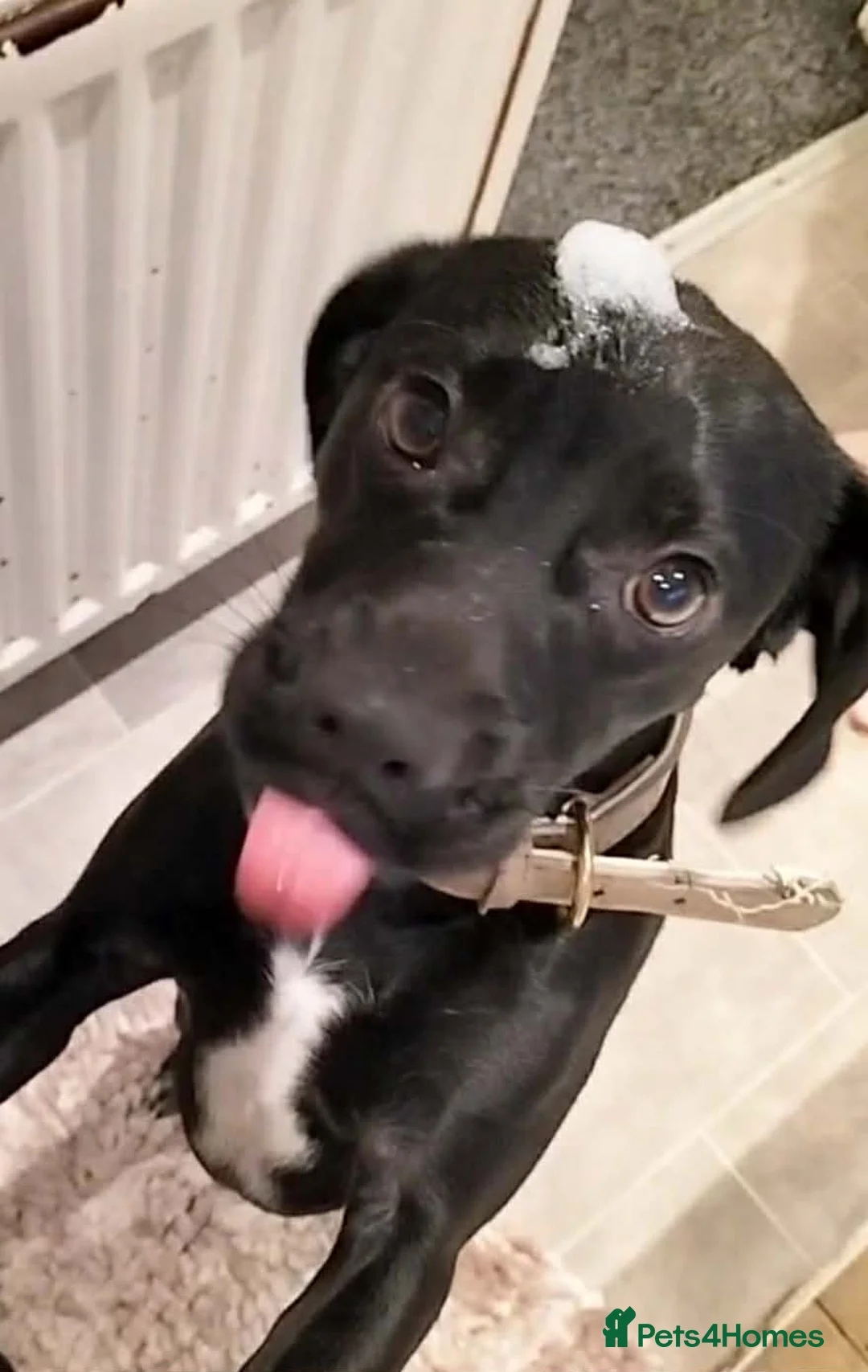 Mixed Breed dogs for sale: Max Cockerspaniel/Pug - Advert 2