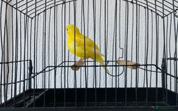 Canaries birds for sale: Fife canaries for sale  - Image 4