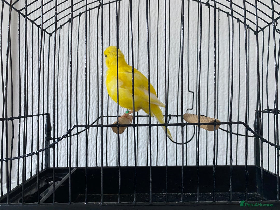Canaries birds for sale: Fife canaries for sale  - Image 4